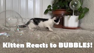 Kitten Reacts to Bubbles! by Kitten Heaven 1,993 views 2 years ago 2 minutes, 26 seconds