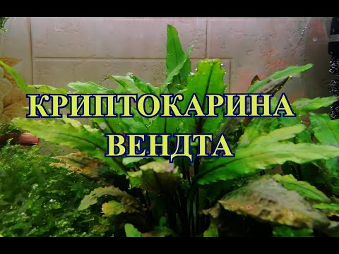 Криптокарина Вендта. Условия содержания.