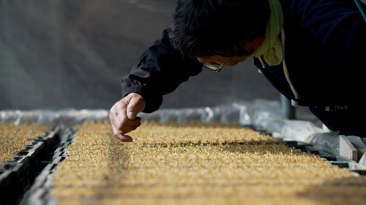 【Farmer Life 】ケイトウの一年／Another year of Celosia