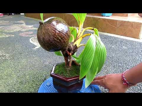  CARA  MUDAH MENUMBUHKAN  AKAR BARU PADA  BONSAI  KELAPA  