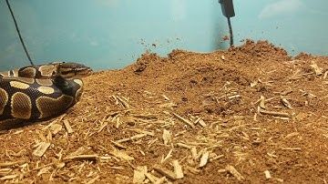 (WARNING Live Feeding) Ball Python Kills A Rat And Eats It