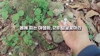 봄에 피는 야생화, 28.덩굴꽃마리