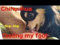 Chihuahua taste my foot / チワワ、ご主人の足をひたすら舐める