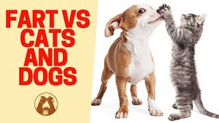 Cats  🐱 and Dogs 🐶 Scared of Farts - Funny 😂 Cat and Dog Videos