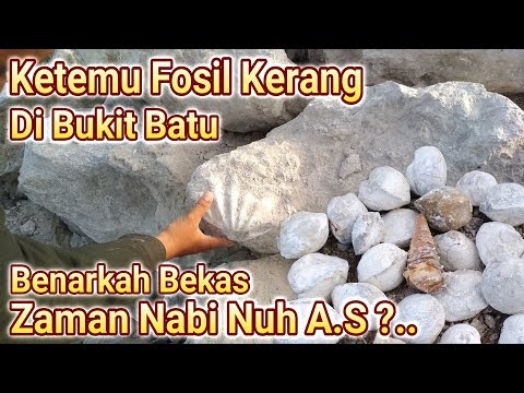 Batu ini bukan sembarang batu, batu ini ternyata fosil dari hewan sudah ada berjuta tahun yg lalu, s. 