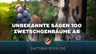 Zwetschgenbäume zerstört: Unbekannte sägen 100 Bäume ab