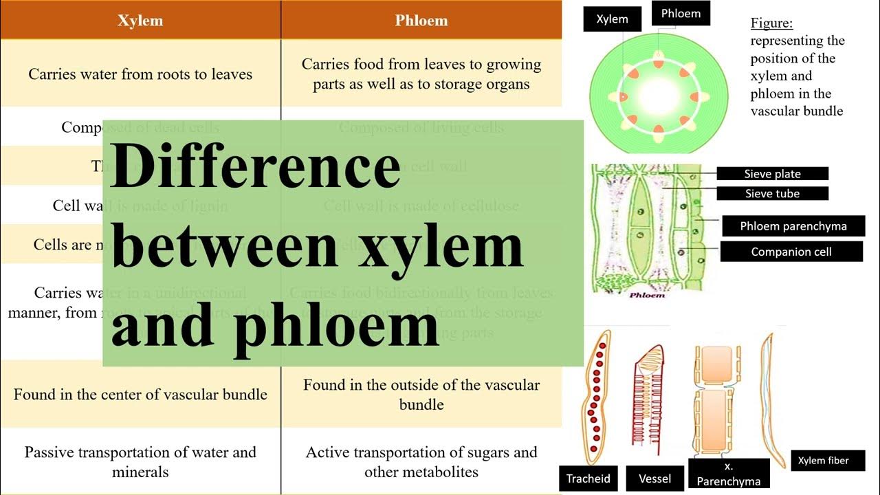 Difference between xylem and phloem YouTube