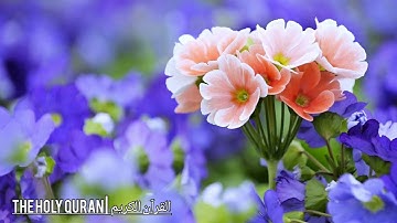 #سورة آل عمران بصوت القارئ الشيخ أسامة صبحي حسين #القرآن_الكريم #القرآن #تلاوة #قرآن #quran #قران