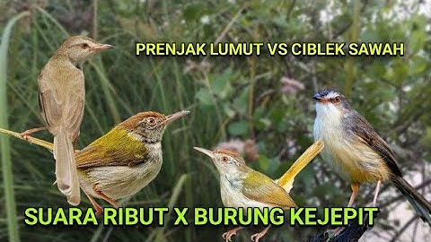 Suara pikat prenjak lumut ribut kombinasi ciblek sawah betina ribut suara burung kejepit.