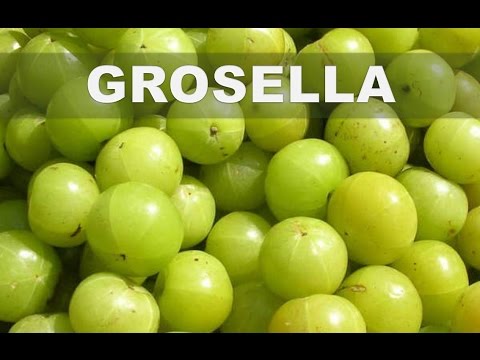 Vídeo: Los 8 Principales Beneficios De Comer Grosella Espinosa India (Amla)