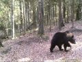 медведи