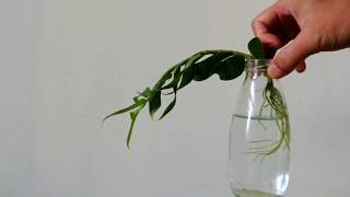  Orchid in full water culture-hydroponic【Dendrobium aphyllum】