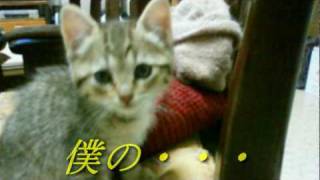 Video-Miniaturansicht von „フクちゃん　笑顔のかたち.mpg“