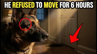 Marine’s Dog Refused To Move From This Door For 6 Hours—When He Opened It, He Froze