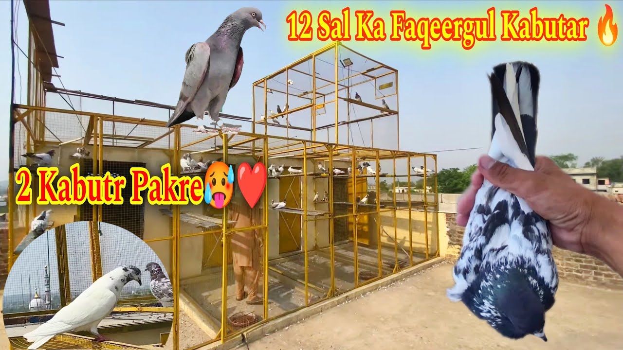 12-летний голубь Факиргул 🔥 2 сидит в чьем-то голубином чате 😅