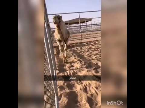 زمول العاصفة 2020