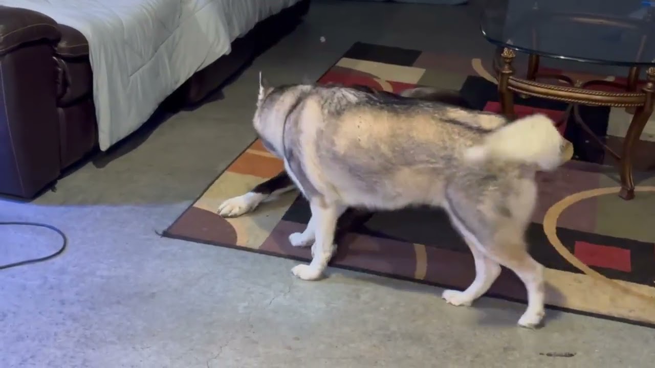 Big dig rubber tree ski pee poop on dog tovvfrdfefedrferfrfe