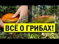 Это сбережет вам жизнь! Все, что нужно знать о грибах - важно: к вниманию каждому!