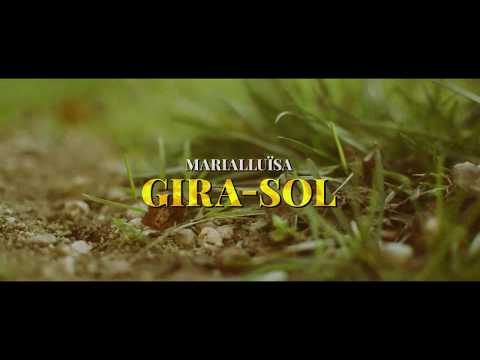 Vídeo: Gira-sol