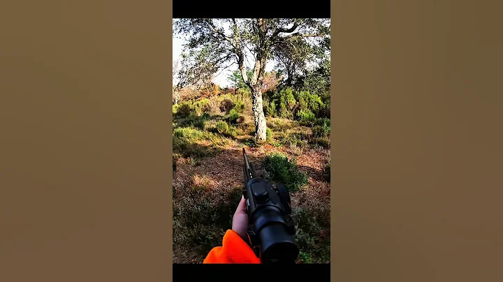 охота на кабана #hunting #охота #cinghiale #battue #jabali #sanglier #chasse