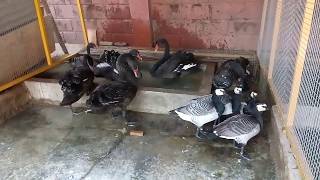 Jual Angsa Hitam / Black Swan