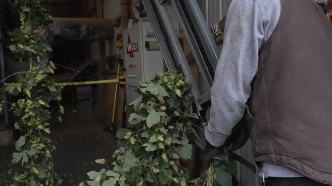 Unique Crops: Montana hop farmer supplies local breweries amid industry challenges