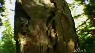 Bigfoot Sleuths
