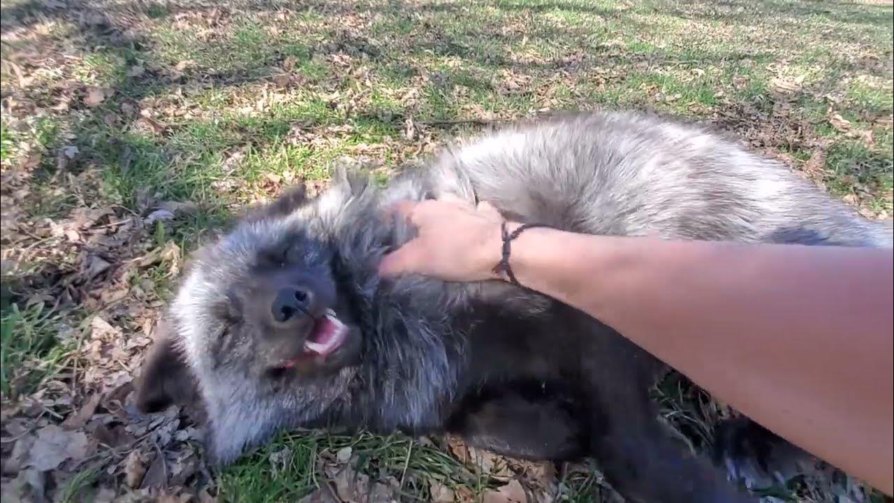 Coming home to Finnegan Fox, Muttias and Dixie after being gone for a