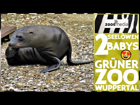Video: Pet Scoop: Zwei Seelöwen geboren in SeaWorld, neue Kätzchenkamera rivalisiert mit der beliebten Welpenkamera