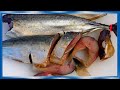 Скумбрия провесная НЕ по  ГОСТУ, это вкуснее, рецепты из рыбы от fisherman dv 27rus