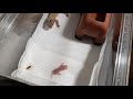ヒョウモントカゲモドキが生きたネズミの赤ちゃんを捕食