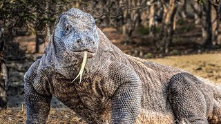 Komodo: Asal-Usul Predator Purba Yang Hanya Ada di Indonesia |Menurut Legenda & Ilmiah|Komodo Dragon