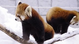 恋のアタック!　レッサーパンダ~The season of love ,Red Panda