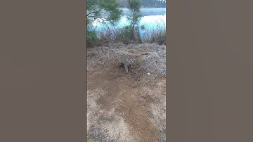 #trapping#bobcat #foothold (plz subscribe and share)