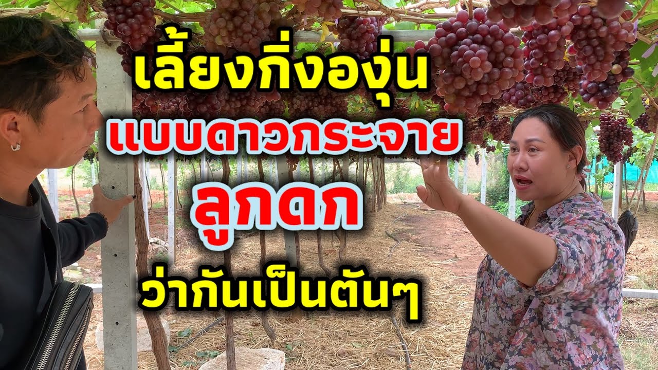 ปลูกองุ่นแบบดาวกระจาย ลูกดก ผลผลิตสูง ว่ากันเป็นตันๆ #4k