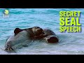 The Hidden Voices of Monk Seals | Science Quickly Podcast