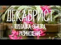 Декабрист (шлюмбергера). Пересадка, обрезка, размножение черенком