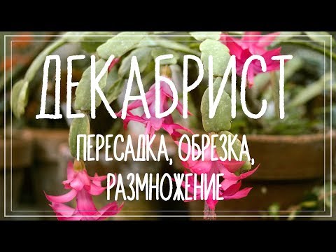 Декабрист (шлюмбергера). Пересадка, обрезка, размножение черенком