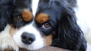 Using Food Puzzles to Stimulate Your Cocker Spaniel s Mind and Strengthen Your Bond