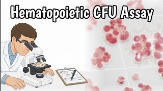 Hematopoietic Colony Forming Unit Assay | Hematopoietic CFU | Information