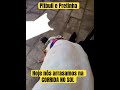 Bora para próxima #trioparadafofura #luludapomerania #fofuratotal #natal #pitbull #viralata