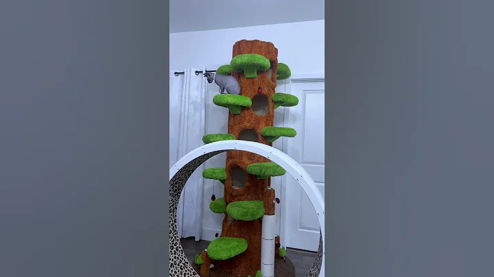Watch the video about Two uncooked chiken fighting on cat tree #sphynx #cattype #hairlesscat #sphynxcats #furbabies #cat