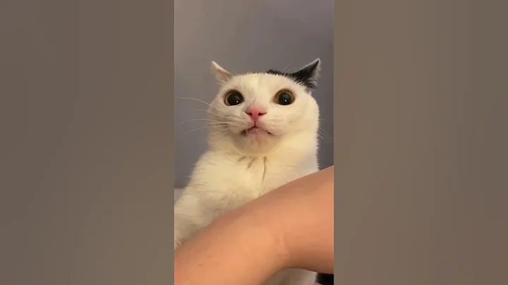 Cat bites his owner and then realizes what he’s done 😹 - DayDayNews