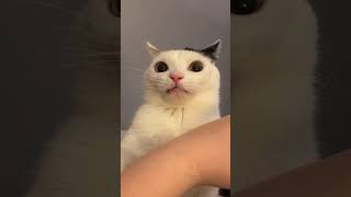 Cat bites his owner and then realizes what he’s done 😹