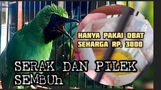Download Lagu CARA MENGOBATI BURUNG CUCAK IJO SERAK MP3