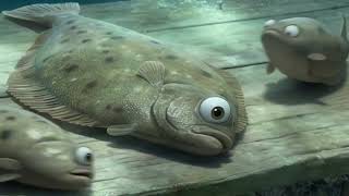 A pleasant place to place a plaice