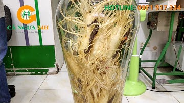 Bình Rượu Nhân Sâm Cá Ngựa Chúa 41 Lít - Siêu To Khổng Lồ