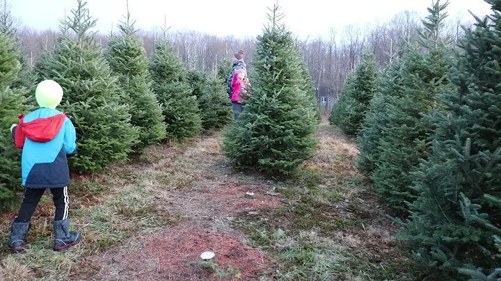 Cutting Down Our Christmas Tree!