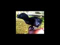 Видели ли вы когда-нибудь полностью черных кур?