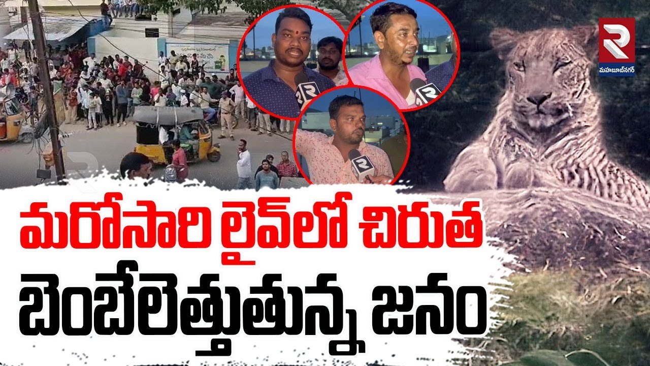 Cheetah Roaming In Mahabubnagar District | మరోసారి లైవ్ లో చిరుత బెంబేలెత్తుతున్న జనం | RTV